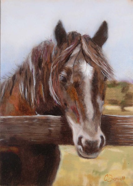 "Black Beauty of Ballina Farm" by Caroline Buswell