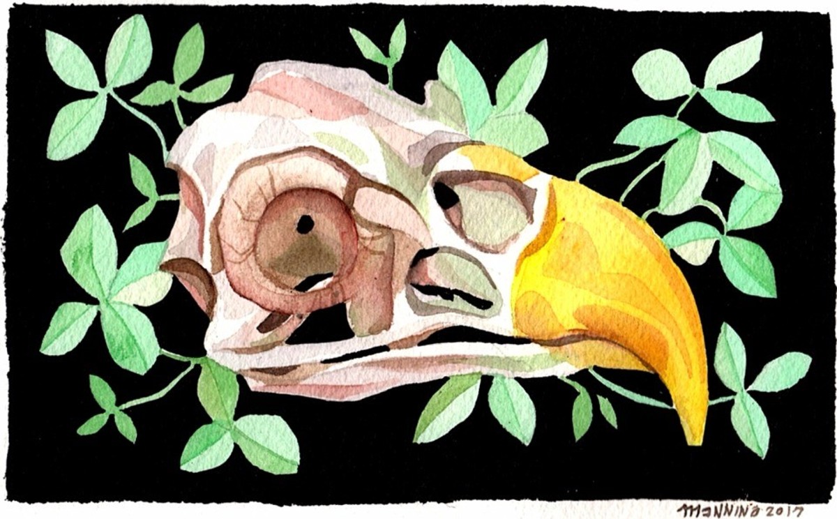 "Eagle Skull" by Marni Manning