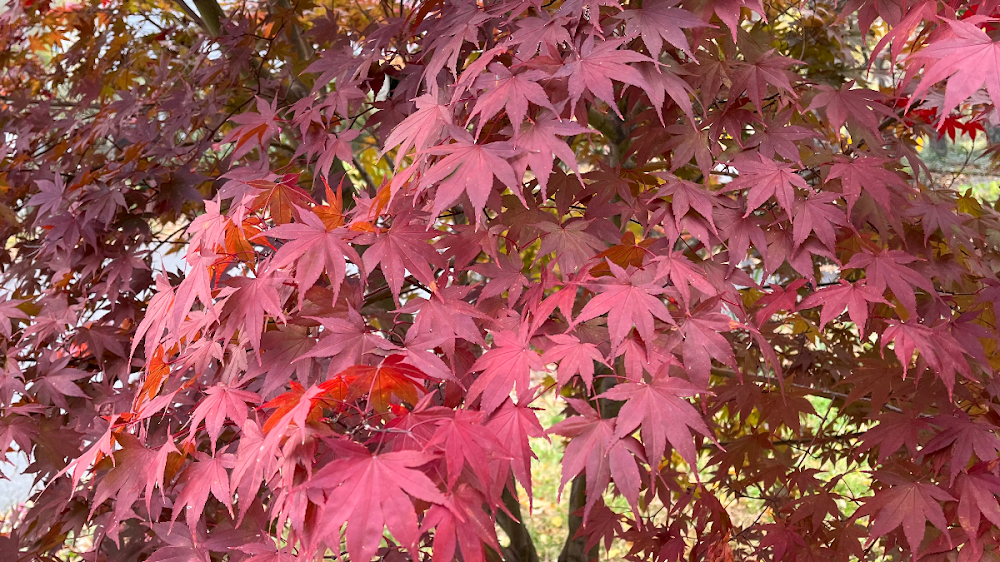 The Leaves of Fall