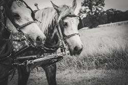 "Pulling Along the Past: Gettysburg" (click to enlarge) "Pulling Along the Past: Gettysburg"
