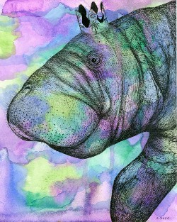 "Endangered Kingdom series, 36: West Indian Manatee", 10" x 8", watercolor and archival pen on wc paper, 2017 (click to enlarge) "Endangered Kingdom series, 36: West Indian Manatee", 10" x 8", watercolor and archival pen on wc paper, 2017