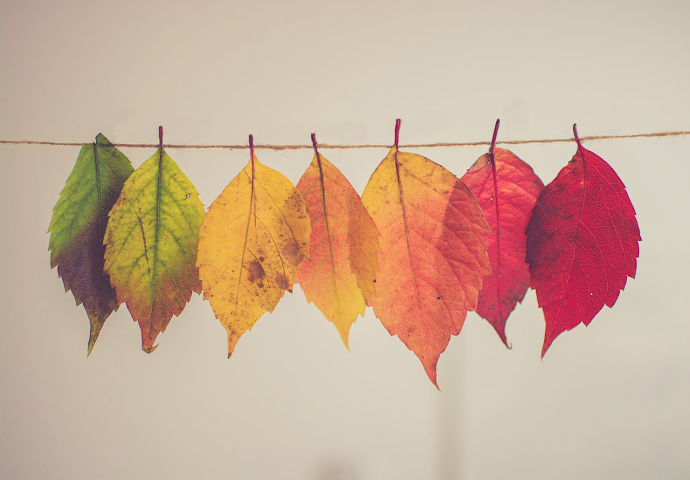 Fall Colors