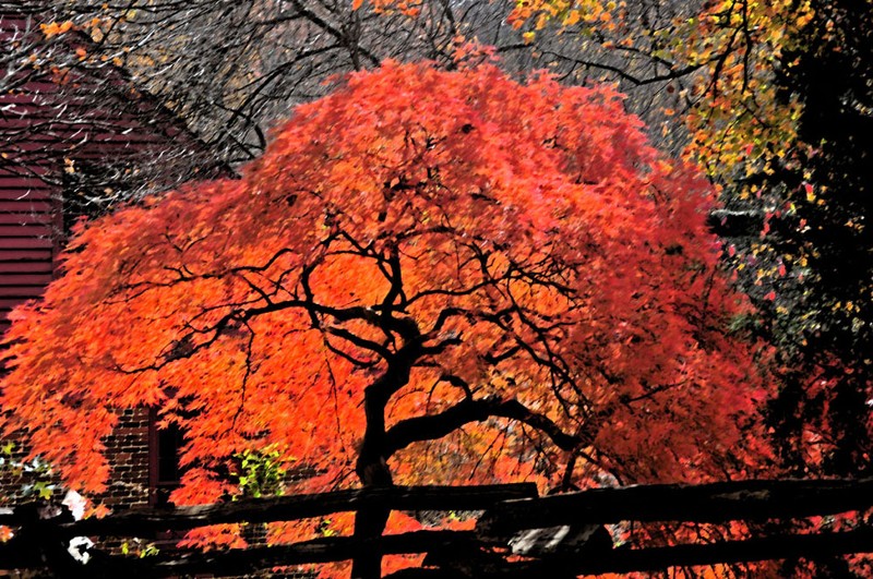 "Autumn at Colvin Mill" by Terri Parent